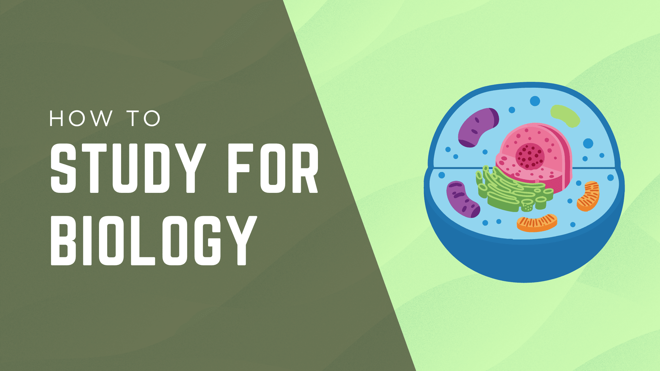How to Study for Biology: 9 Methods That Work